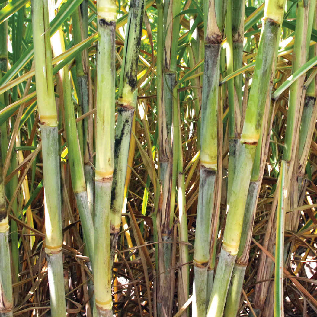 Cluster of mature sugarcane stalks in a field, showing nodes, sheaths, and varying green and tan coloration.><span id=